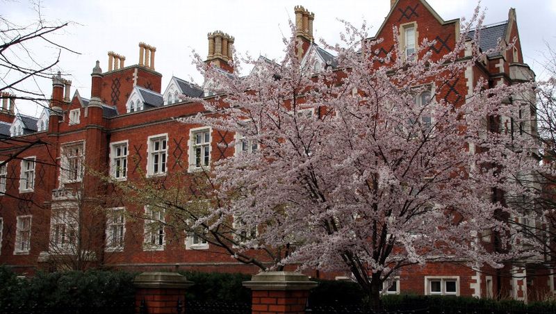 20100403_LondonSakura-1